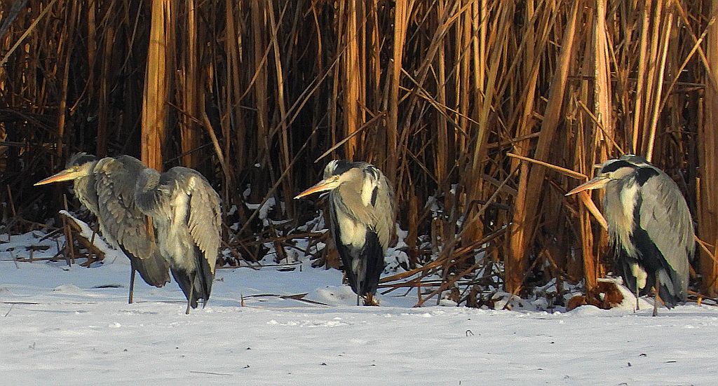 Czapla siwa (Ardea cinerea)