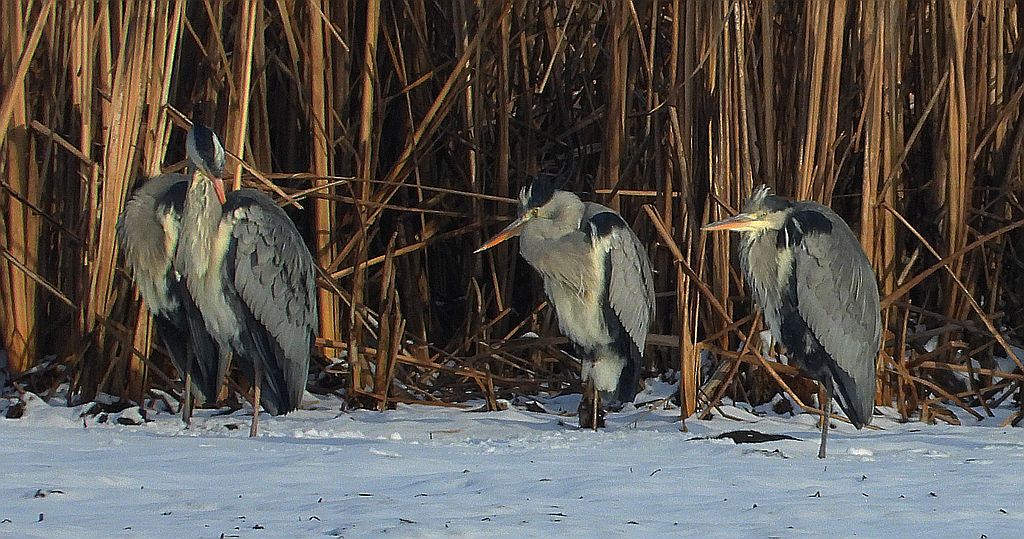Czapla siwa (Ardea cinerea)