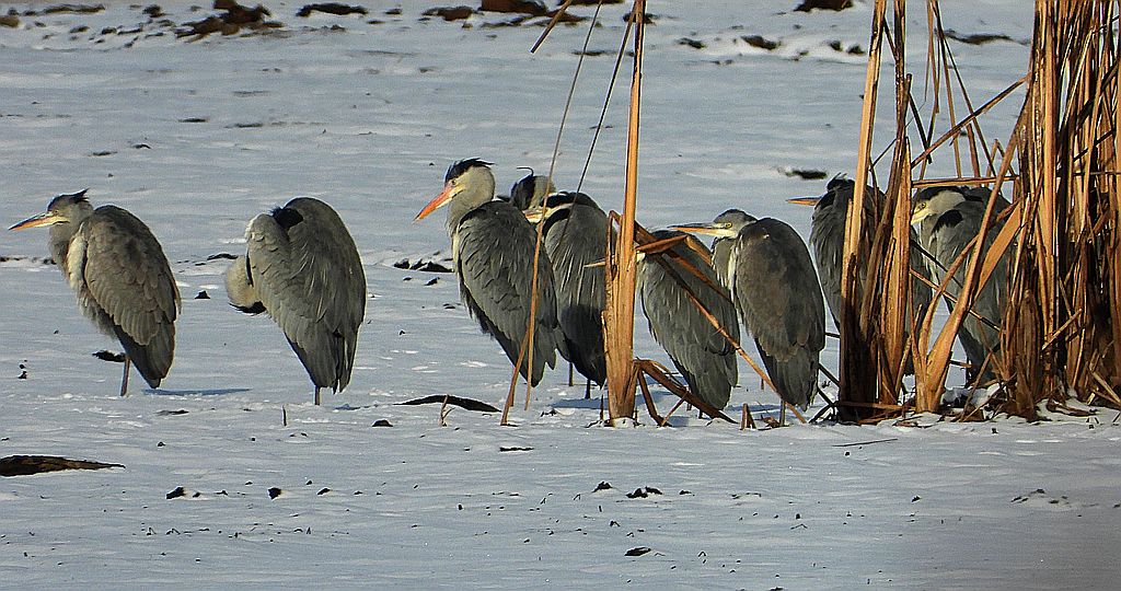 Czapla siwa (Ardea cinerea)