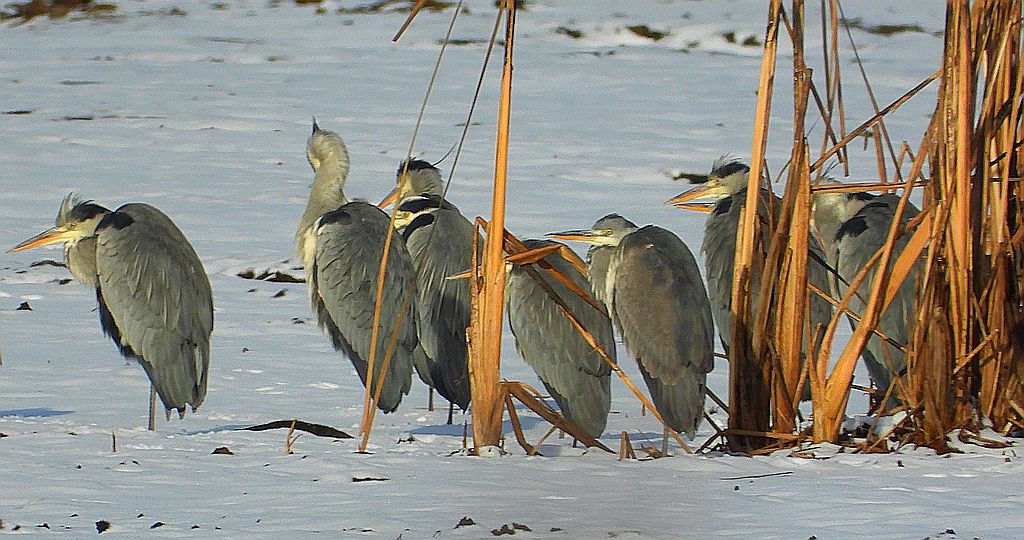 Czapla siwa (Ardea cinerea)
