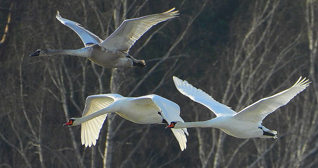 Łabędź niemy (Cygnus olor)