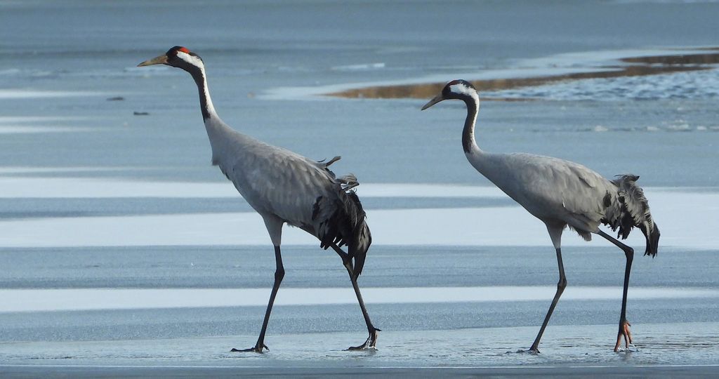 Żuraw zwyczajny, żuraw, żuraw popielaty, żuraw szary (Grus grus)