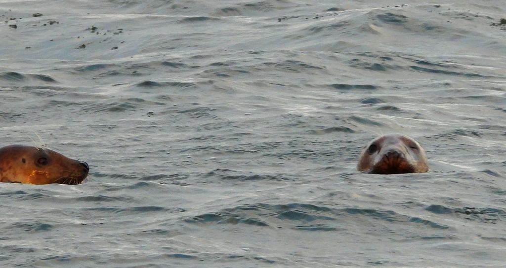 Szarytka morska, foka szara (Halichoerus grypus)