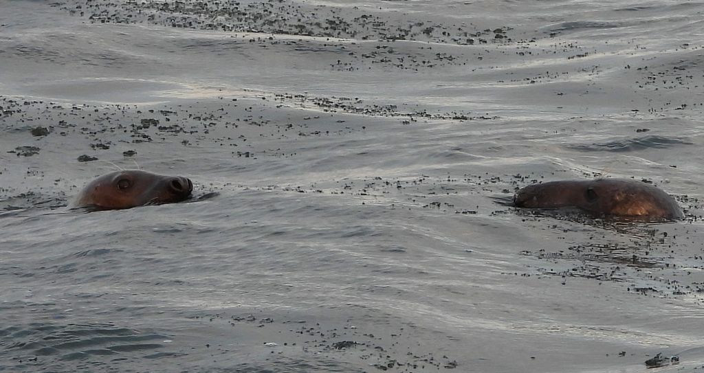 Szarytka morska, foka szara (Halichoerus grypus)