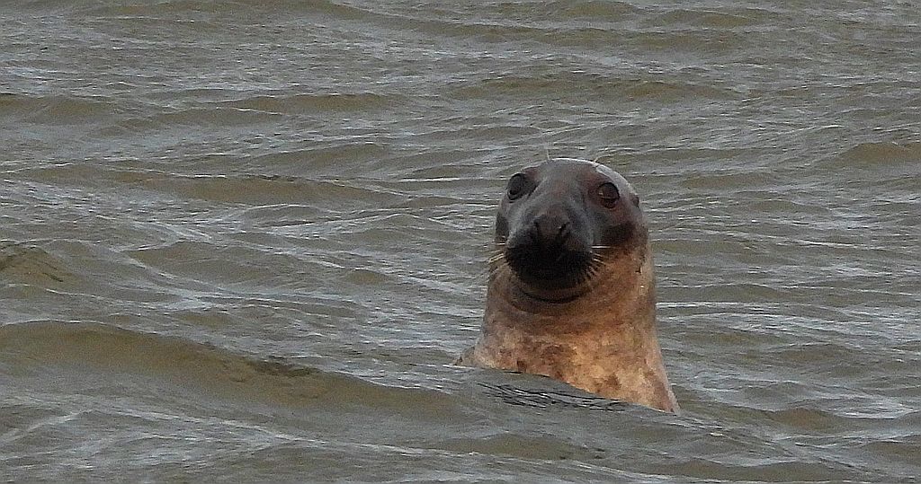 Szarytka morska, foka szara (Halichoerus grypus)