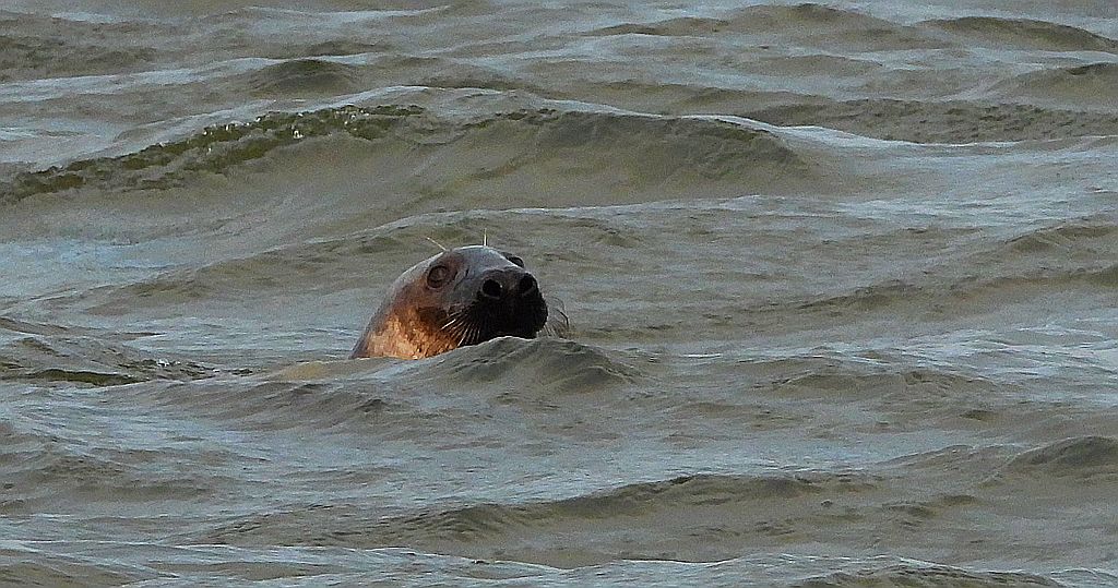 Szarytka morska, foka szara (Halichoerus grypus)