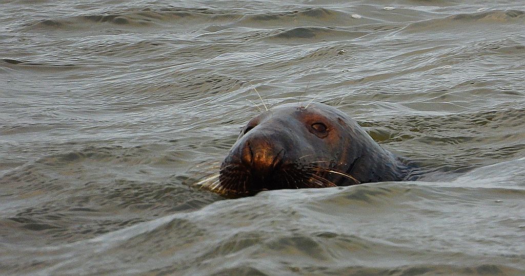 Szarytka morska, foka szara (Halichoerus grypus)