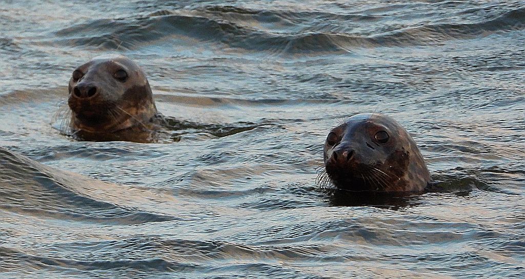 Szarytka morska, foka szara (Halichoerus grypus)