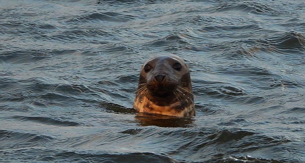Szarytka morska, foka szara (Halichoerus grypus)