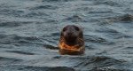Szarytka morska, foka szara (Halichoerus grypus)