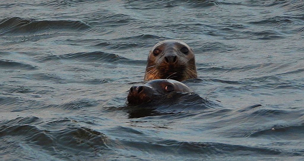Szarytka morska, foka szara (Halichoerus grypus)