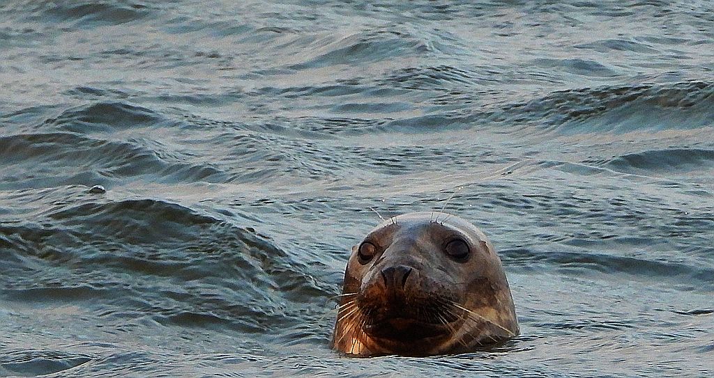 Szarytka morska, foka szara (Halichoerus grypus)