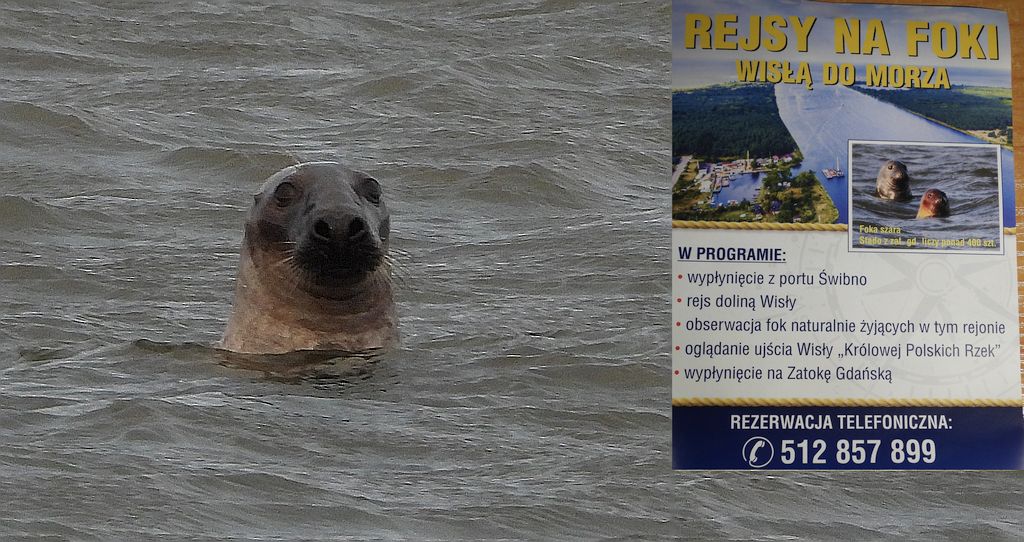 Szarytka morska, foka szara (Halichoerus grypus)