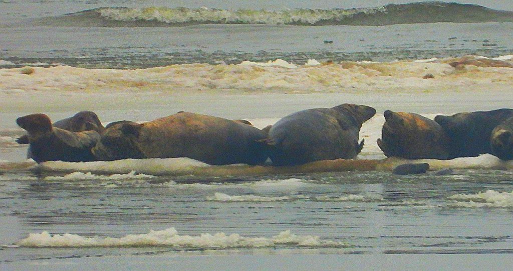 Szarytka morska, foka szara (Halichoerus grypus)