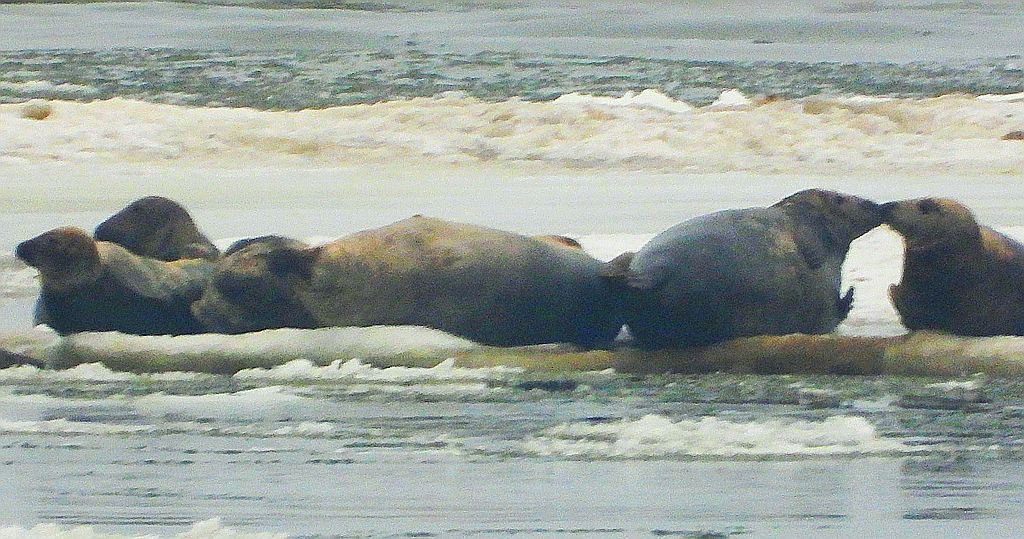 Szarytka morska, foka szara (Halichoerus grypus)