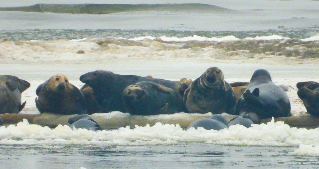 Szarytka morska, foka szara (Halichoerus grypus)