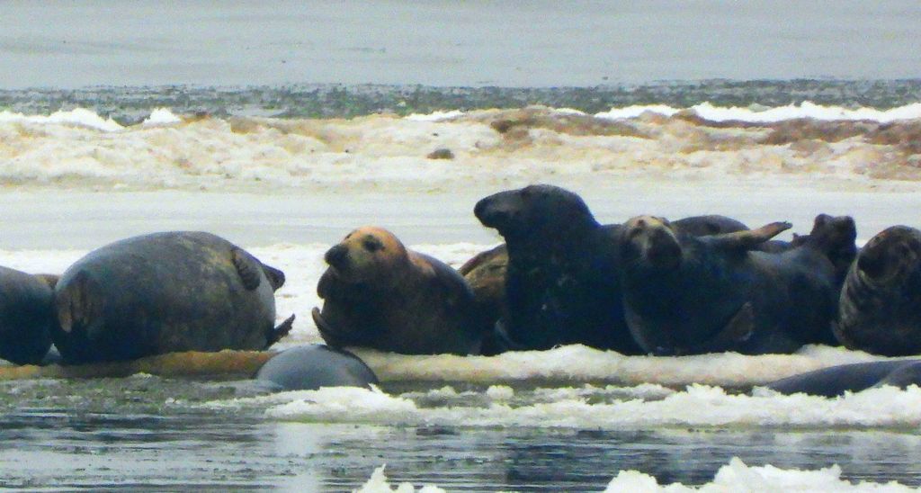 Szarytka morska, foka szara (Halichoerus grypus)