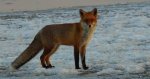 Lis rudy, lis pospolity (Vulpes vulpes)