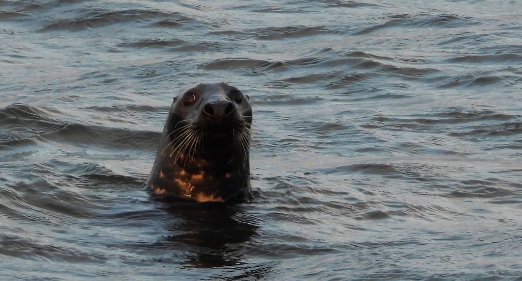Szarytka morska, foka szara (Halichoerus grypus)