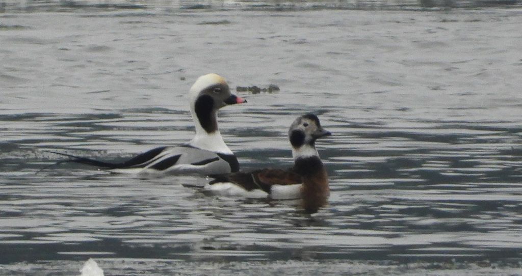 Lodówka (Clangula hyemalis)