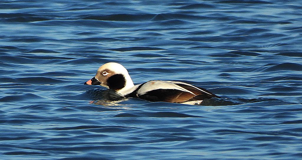 Lodówka (Clangula hyemalis)