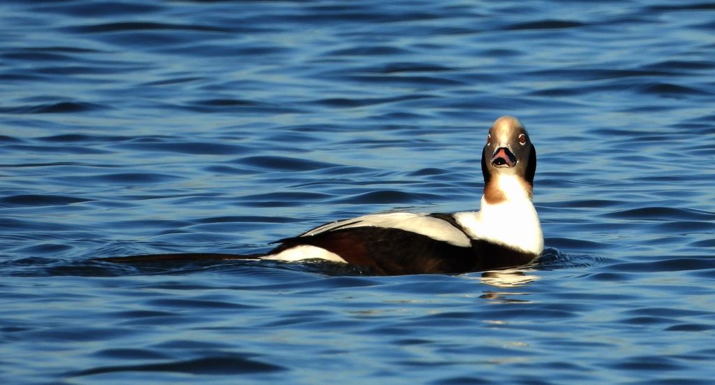 Lodówka (Clangula hyemalis)