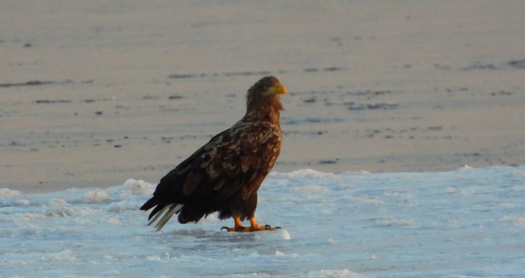 Bielik, bielik zwyczajny, orzeł bielik, birkut (Haliaeetus albicilla)