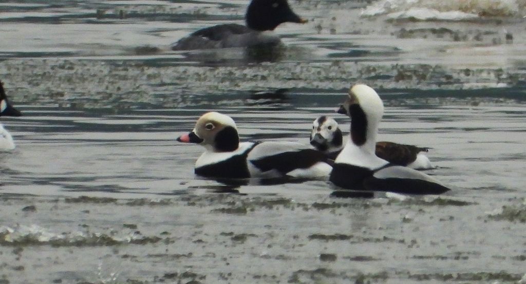 Lodówka (Clangula hyemalis)