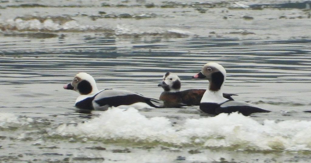 Lodówka (Clangula hyemalis)