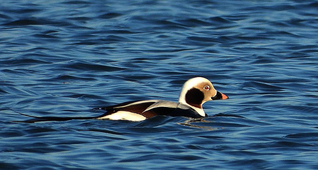 Lodówka (Clangula hyemalis)