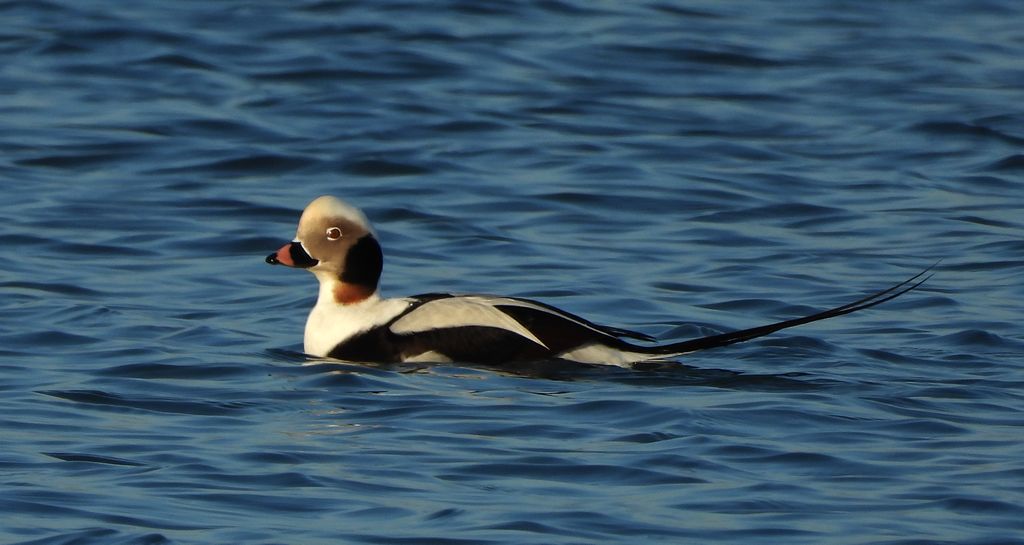 Lodówka (Clangula hyemalis)