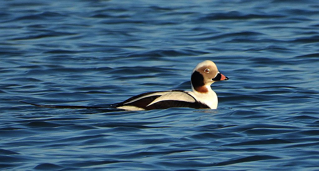 Lodówka (Clangula hyemalis)