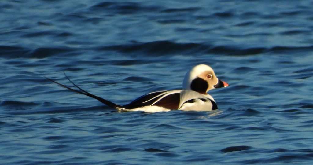 Lodówka (Clangula hyemalis)
