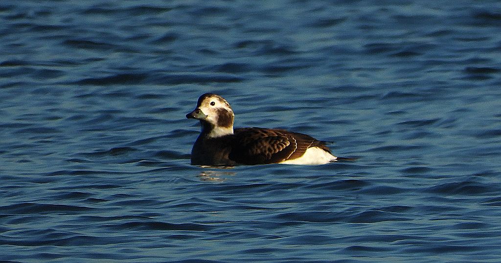 Lodówka (Clangula hyemalis)