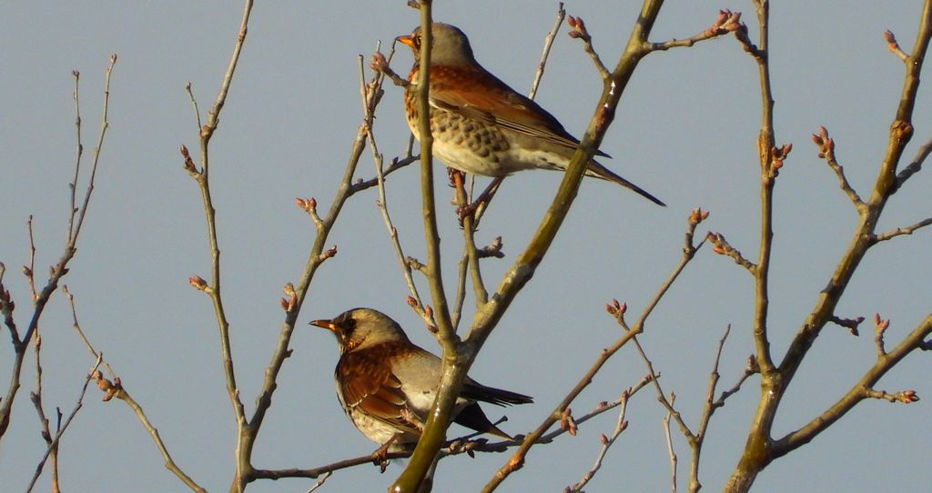 Kwiczoł (Turdus pilaris)