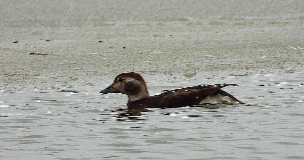 Lodówka (Clangula hyemalis)