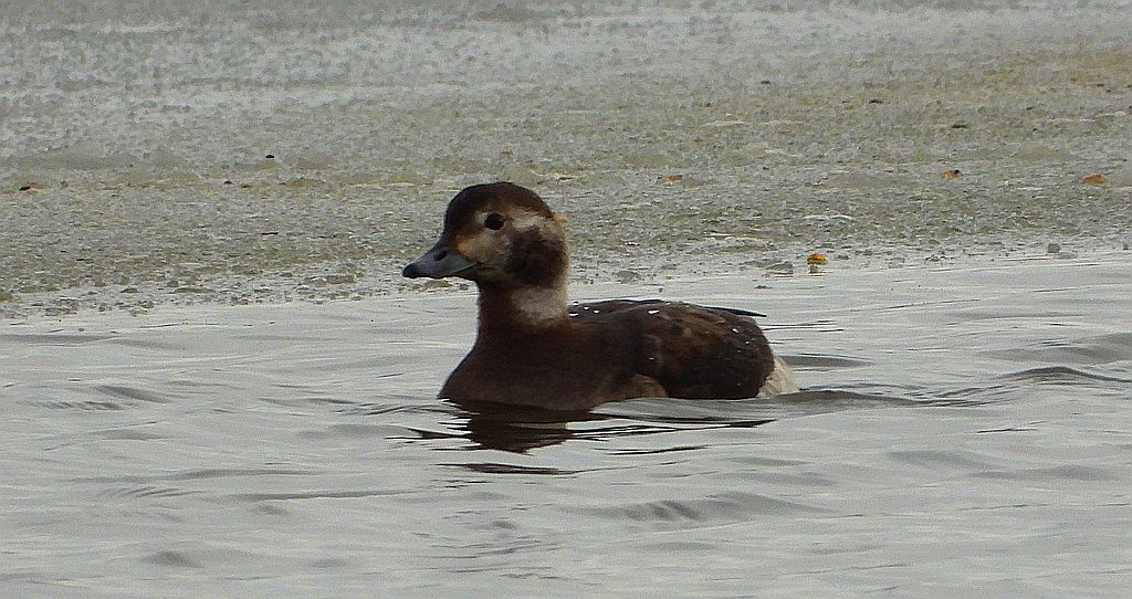 Lodówka (Clangula hyemalis)