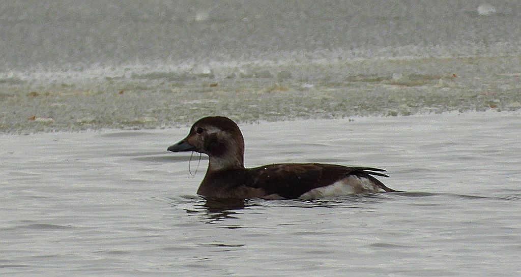 Lodówka (Clangula hyemalis)