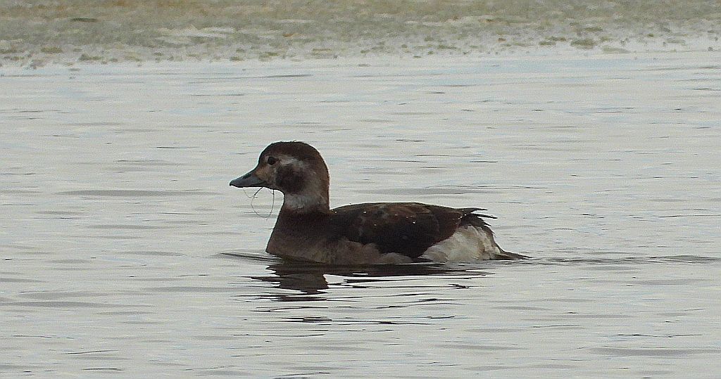 Lodówka (Clangula hyemalis)