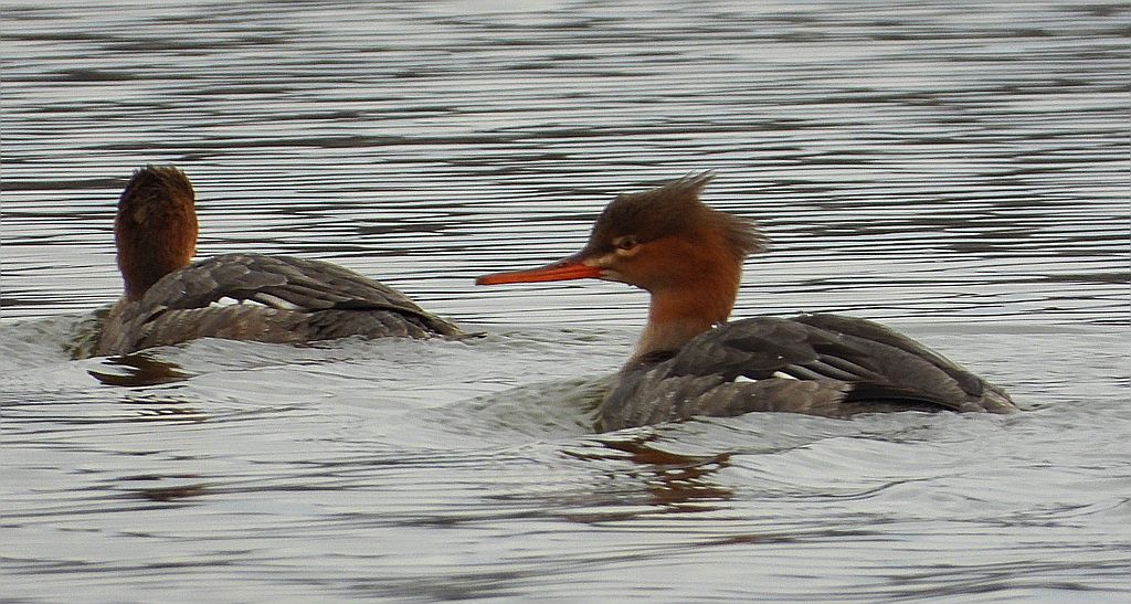 Szlachar, tracz długodzioby, długodziób (Mergus serrator)