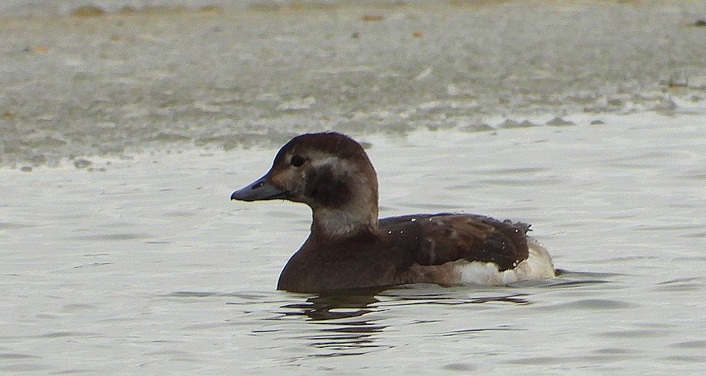 Lodówka (Clangula hyemalis)