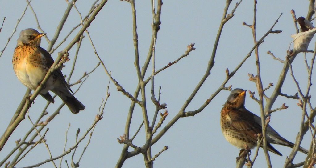 Kwiczoł (Turdus pilaris)