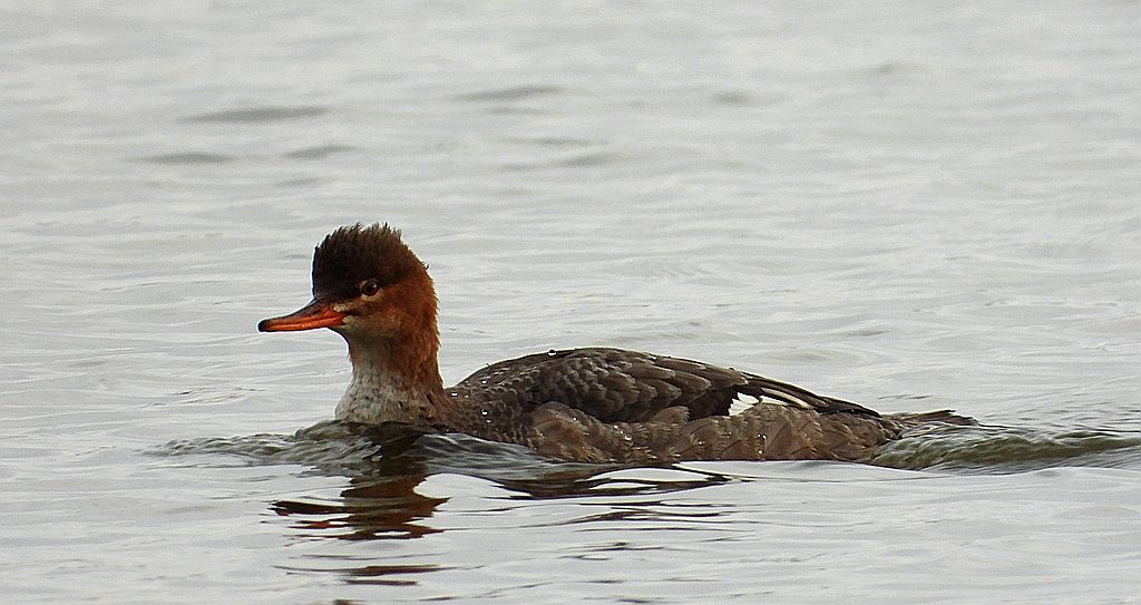 Szlachar, tracz długodzioby, długodziób (Mergus serrator)