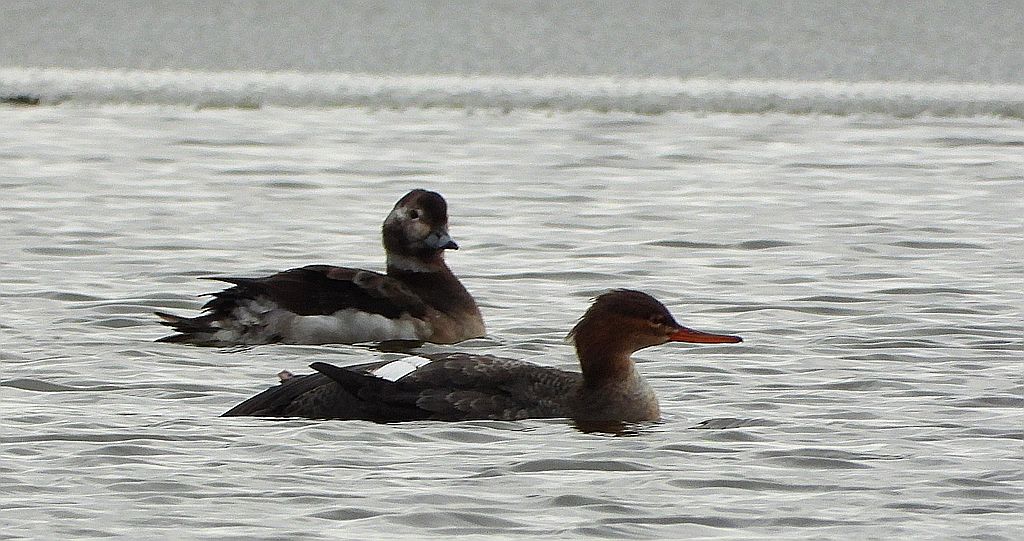 Lodówka (Clangula hyemalis) i szlachar, tracz długodzioby, długodziób (Mergus serrator)