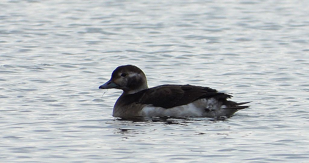 Lodówka (Clangula hyemalis)
