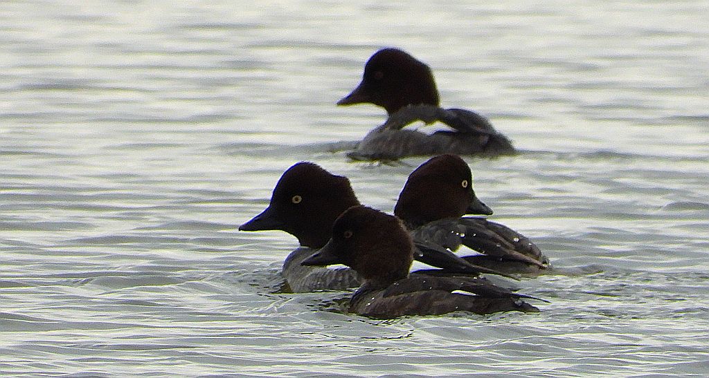 Gągoł, gągoł krzykliwy (Bucephala clangula)