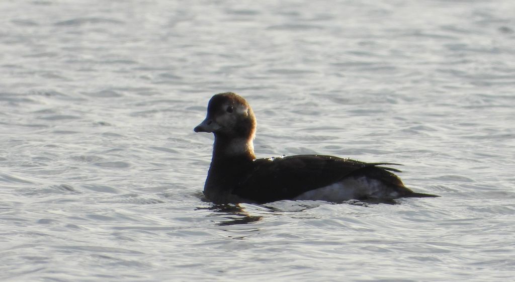 Lodówka (Clangula hyemalis)
