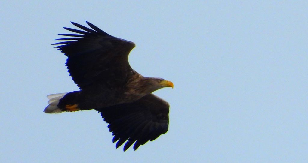 Bielik, bielik zwyczajny, orzeł bielik, birkut (Haliaeetus albicilla)