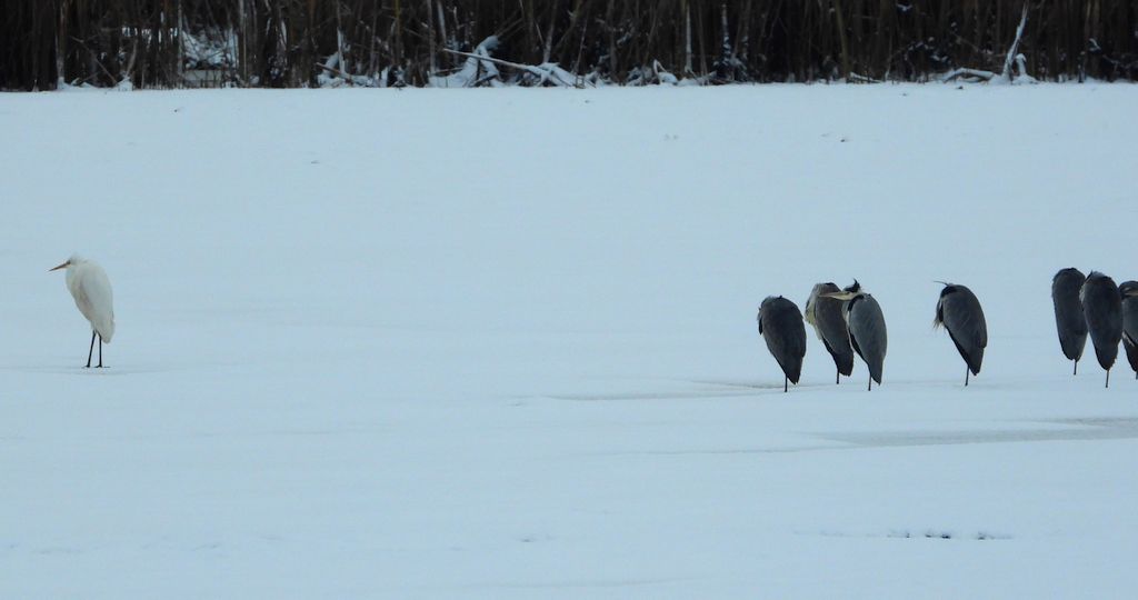 Czapla siwa (Ardea cinerea) i czapla biała (Ardea alba)