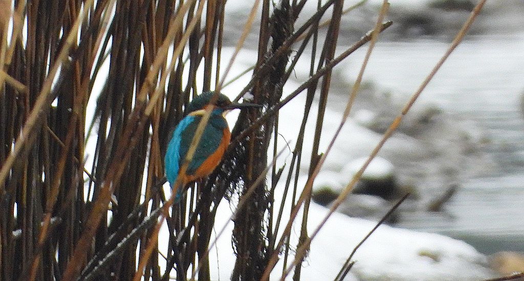 Zimorodek zwyczajny, zimorodek (Alcedo atthis)